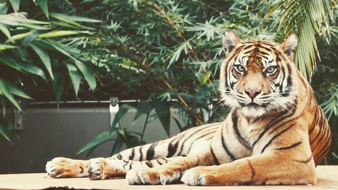 6 Arti Mimpi Harimau Masuk Rumah Menurut Primbon Jawa, Bisa Jadi Peringatan Bahaya