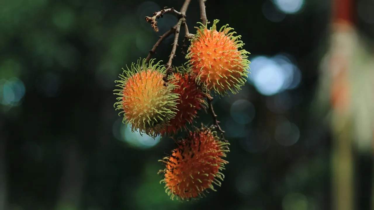 6 Arti Mimpi Makan Rambutan dalam Primbon Jawa, Bawa Banyak Pertanda Baik dalam Hidup