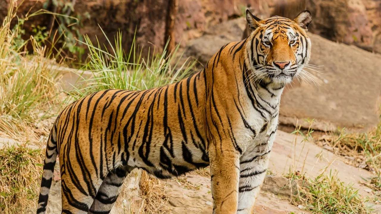 6 Arti Mimpi Melihat Harimau Loreng Menurut Primbon Jawa, Bisa Ungkap Kekuatan dalam Diri