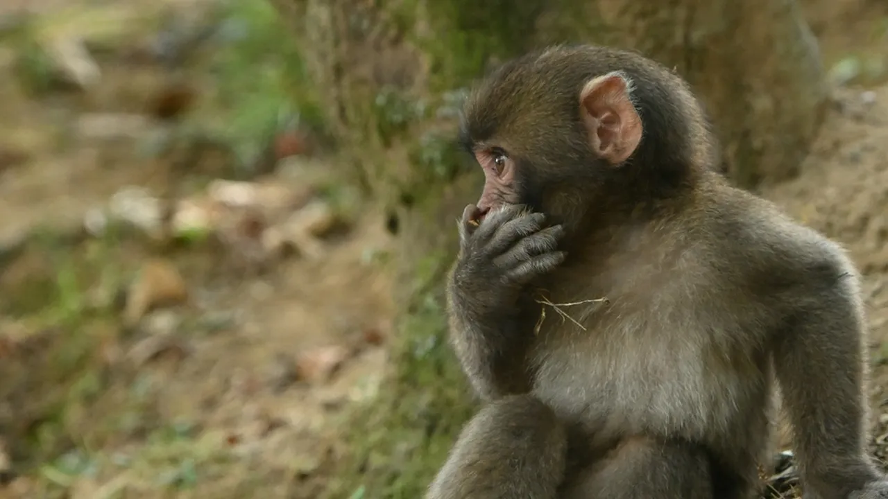 6 Arti Mimpi Melihat Monyet Kecil, Bisa Jadi Pertanda Penting dalam Hidup