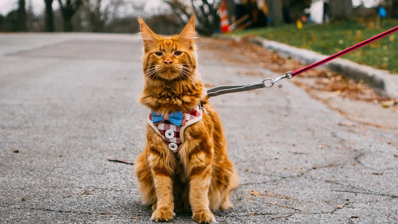 6 Arti Mimpi Mencium Bau Kotoran Hewan Kucing dalam Primbon Jawa, Bisa Jadi Pertanda Baik dan Buruk