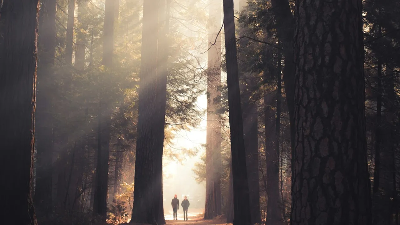 6 Arti Mimpi Tersesat di Hutan, Punya Makna Mendalam Tentang Arah Kehidupan