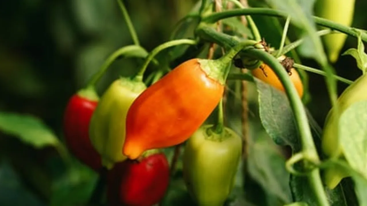 6 Cara Menanam Cabe dengan Mudah, Hasil Melimpah Bisa Cukupi Kebutuhan Sehari-hari