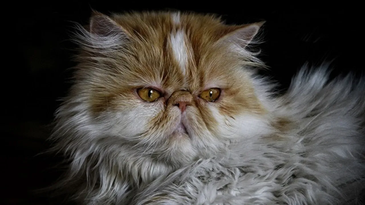 6 Jenis Kucing Persia yang Cocok Jadi Hewan Peliharaan, Ketahui Ciri Fisiknya