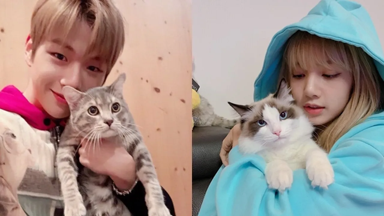 6 K-Pop Idol Ini Punya Peliharaan Kucing, Kang Daniel - Lisa BLACKPINK