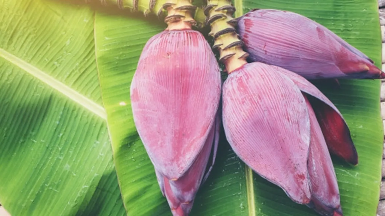 6 Manfaat Jantung Pisang Bagi Kesehatan, Mengatasi Menstruasi - Mencegah Kanker