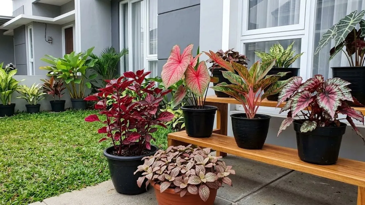 6 Tanaman Hias dengan Daun Berurat Merah, Bikin Sudut Rumah Makin Cantik dan Eksotis