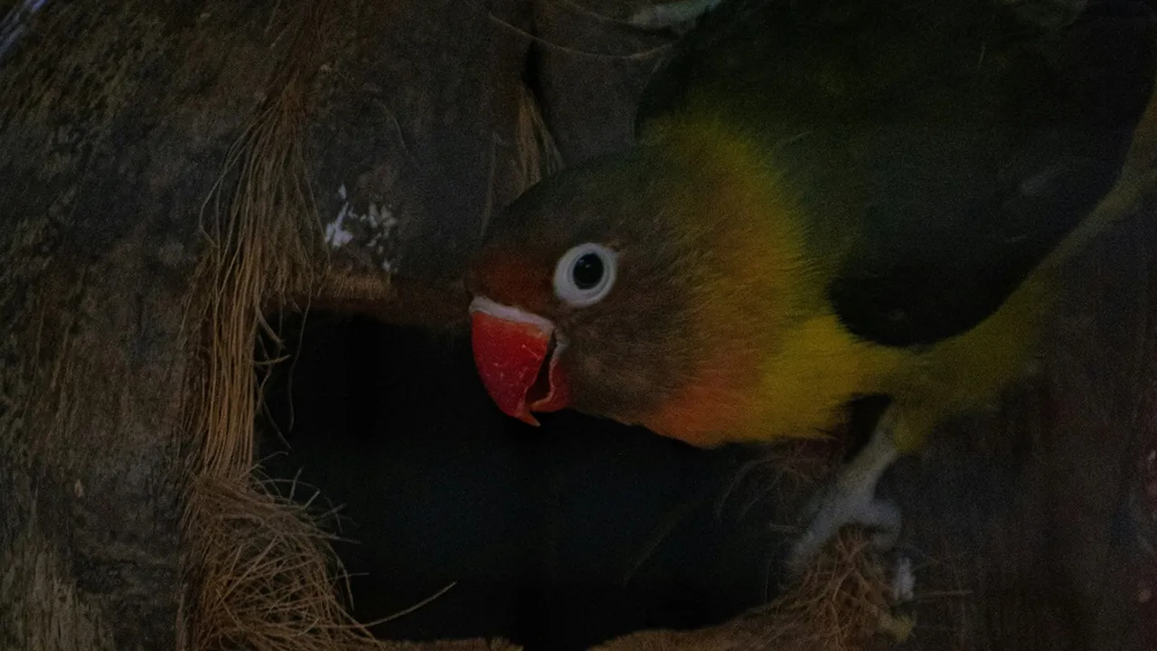 7 Arti Mendapat Burung Betet Menurut Primbon Jawa, Bawa Banyak Keberuntungan