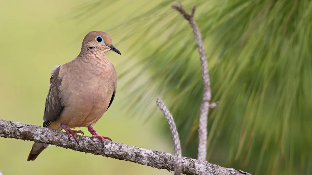 7 Arti Mimpi Dapat Burung Perkutut, Dipercaya Bawa Banyak Pertanda Baik