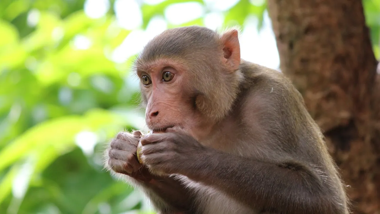 7 Arti Mimpi Dikejar Monyet, Bisa Jadi Peringatan Penting dalam Hidup