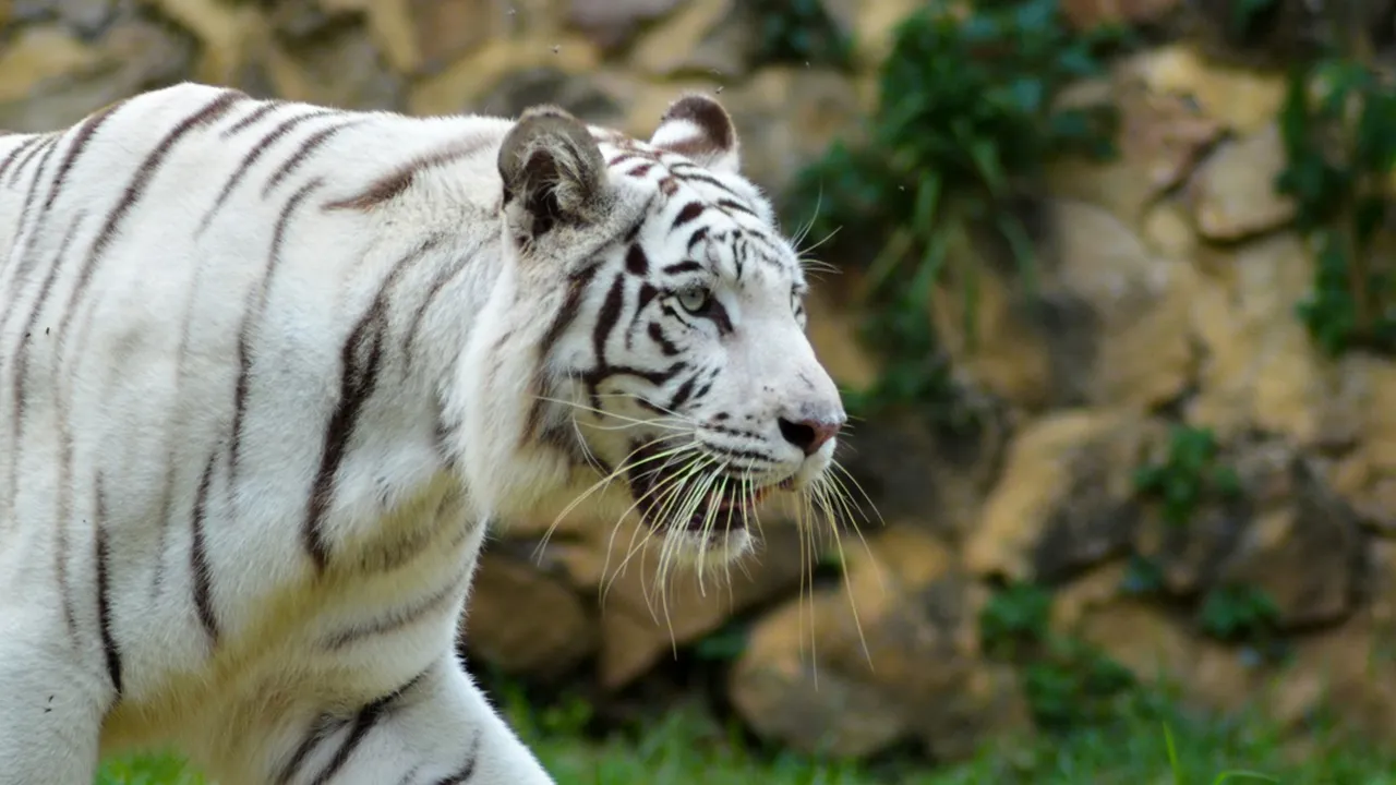 7 Arti Mimpi Melihat Harimau Putih, Bisa Jadi Simbol Kekuatan dan Kebijaksanaan