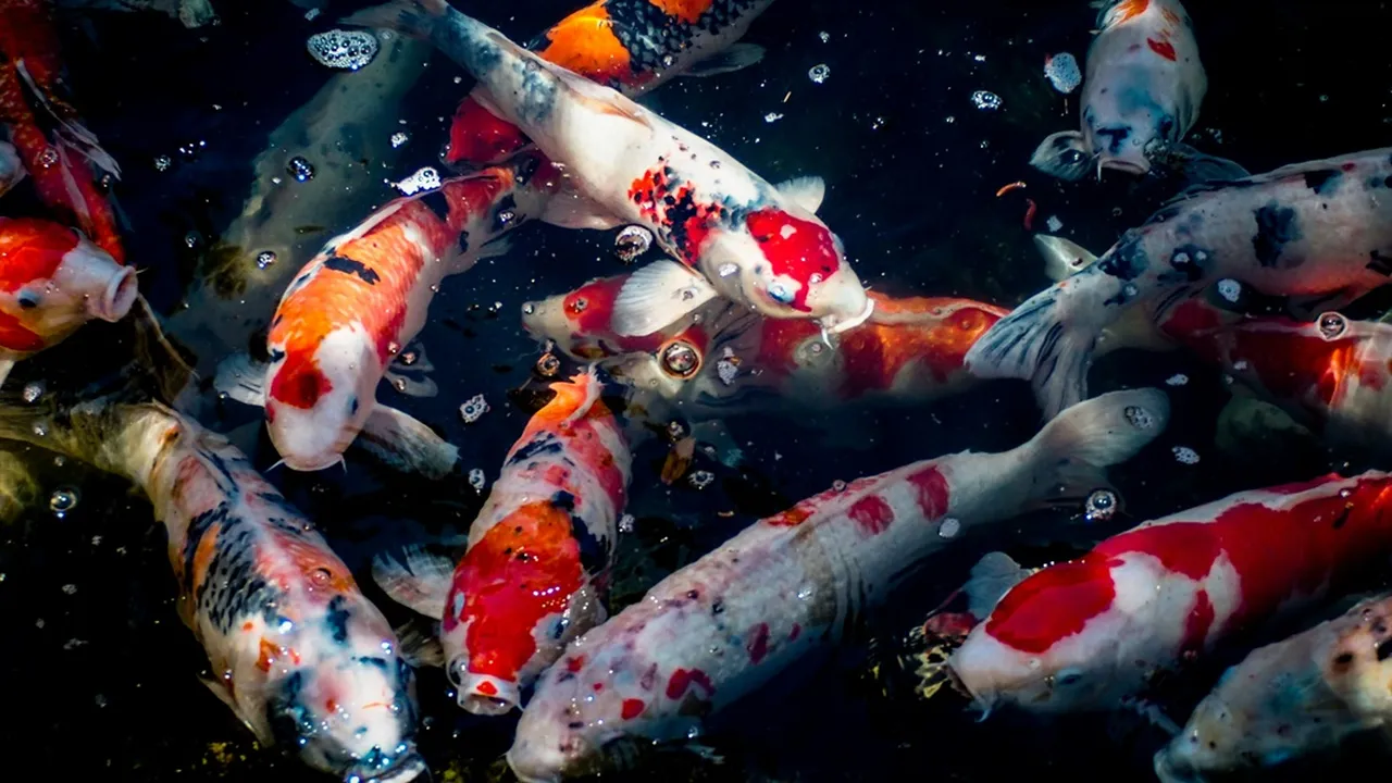 7 Arti Mimpi Melihat Ikan Banyak di Kolam Menurut Primbon Jawa, Bawa Banyak Pertanda Baik