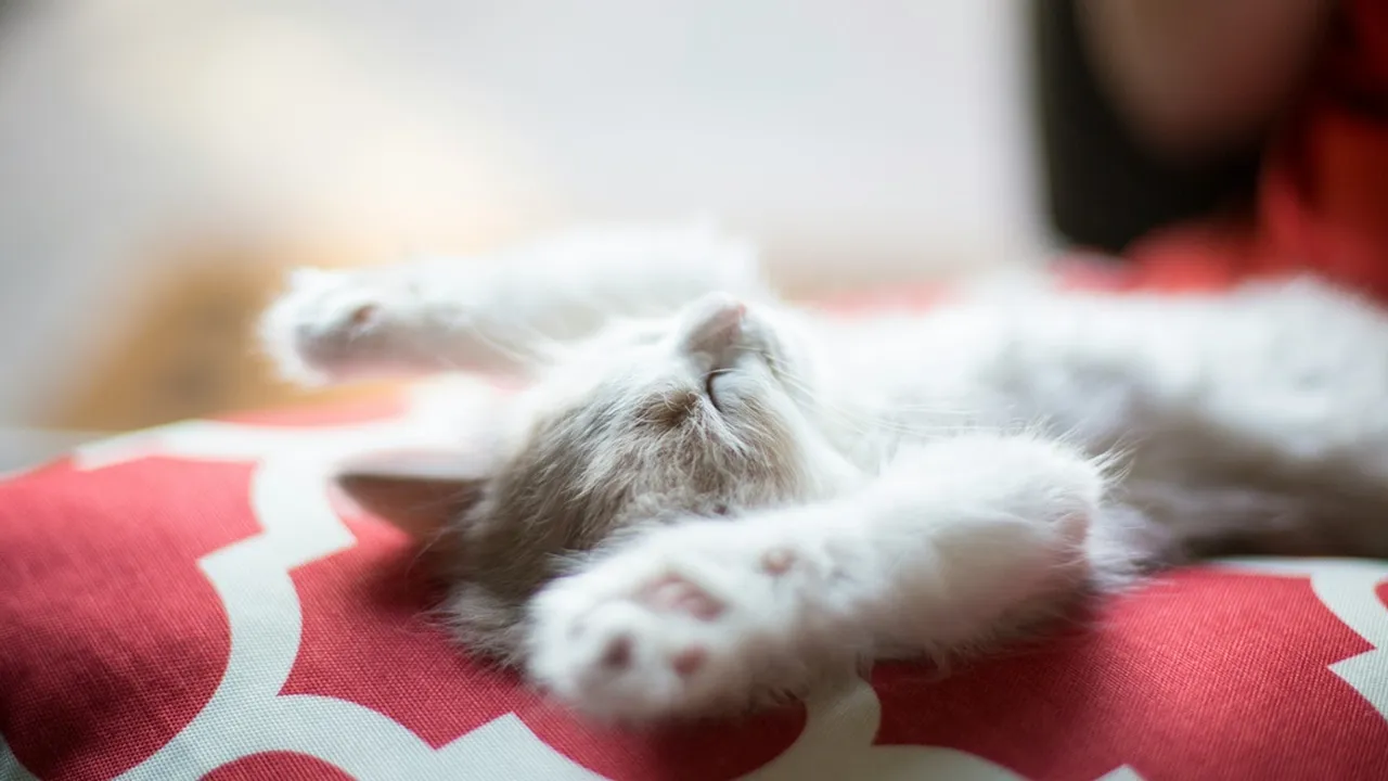 7 Arti Mimpi Melihat Kucing Mati, Bisa Jadi Peringatan Penting dalam Hidup