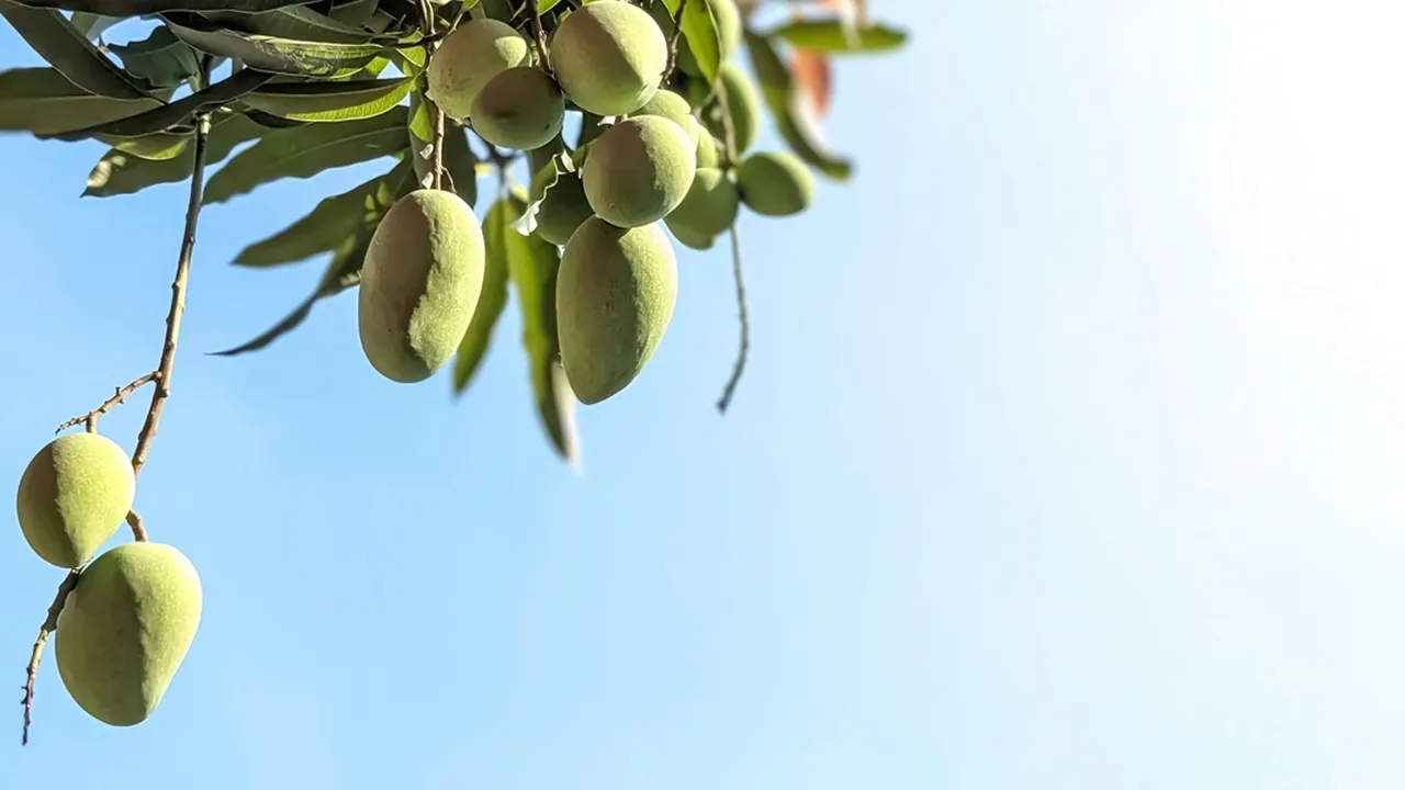 7 Arti Mimpi Memetik Buah Mangga, Dipercaya Simbol Kelimpahan dan Pertumbuhan Pribadi