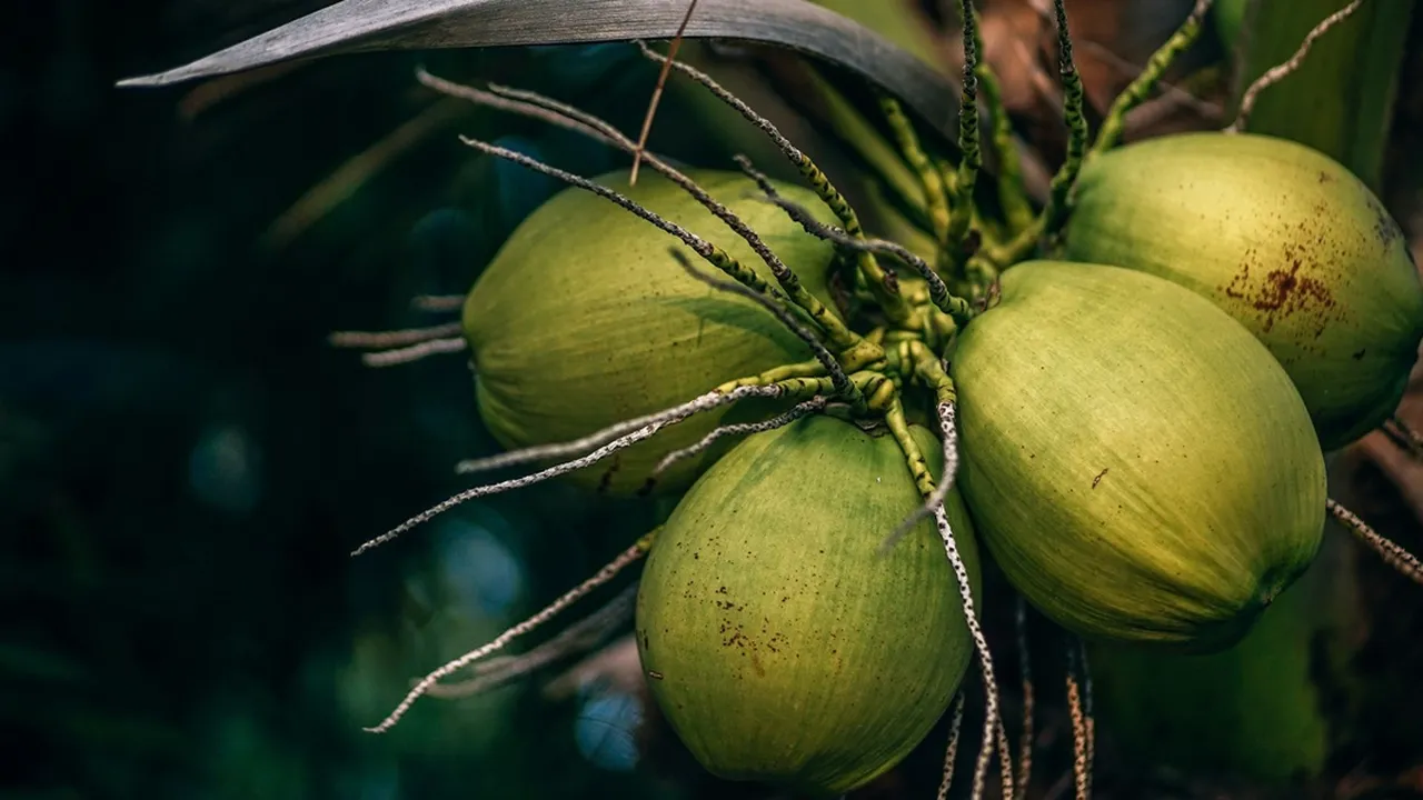 7 Arti Mimpi Menjolok Buah Kelapa Menurut Primbon Jawa, Bawa Beberapa Pertanda Baik
