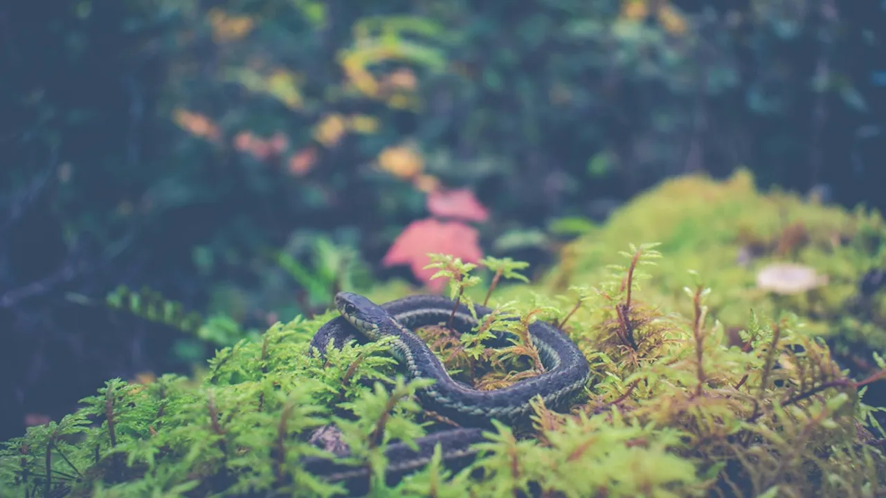 7 Arti Mimpi Ular Hitam Menurut Primbon Jawa, Bisa Jadi Pertanda Baik dan Buruk