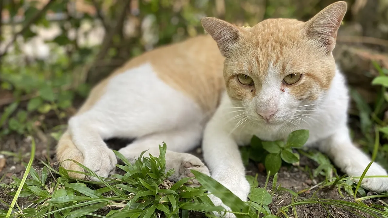 7 Arti Mitos Menabrak Kucing Hingga Hal-Hal yang Perlu Dilakukan Setelahnya, Benarkah Pertanda Sial?