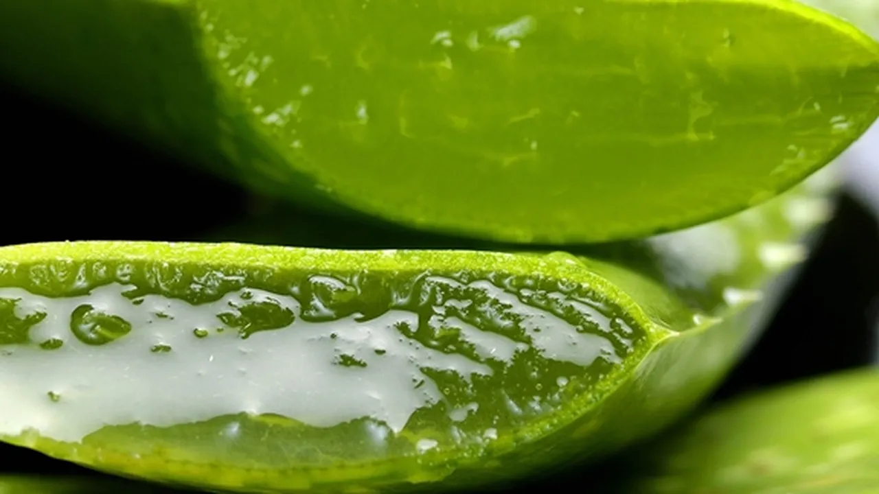7 Cara Membuat Masker Aloe Vera untuk Mengatasi Berbagai Jenis Kulit Wajah