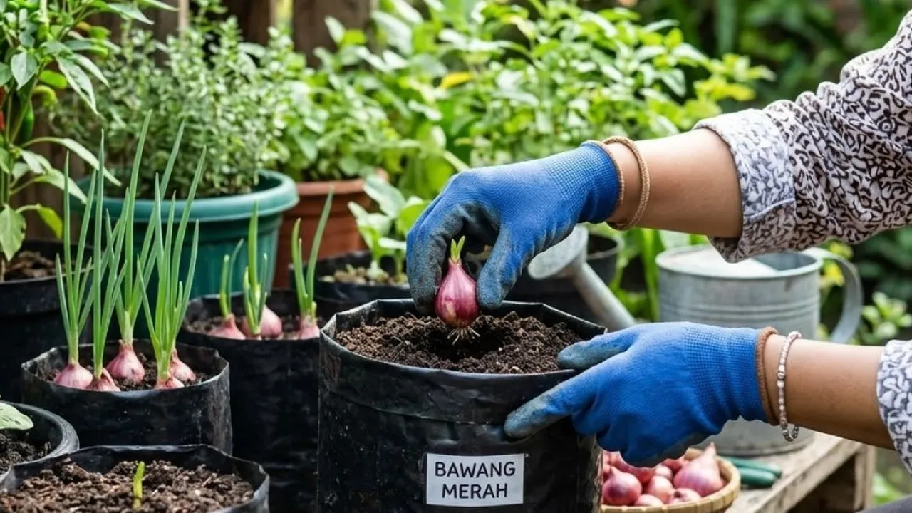 7 Cara Menanam Bawang Merah di Polybag Kecil agar Cepat Panen dan Cocok untuk Lahan Sempit