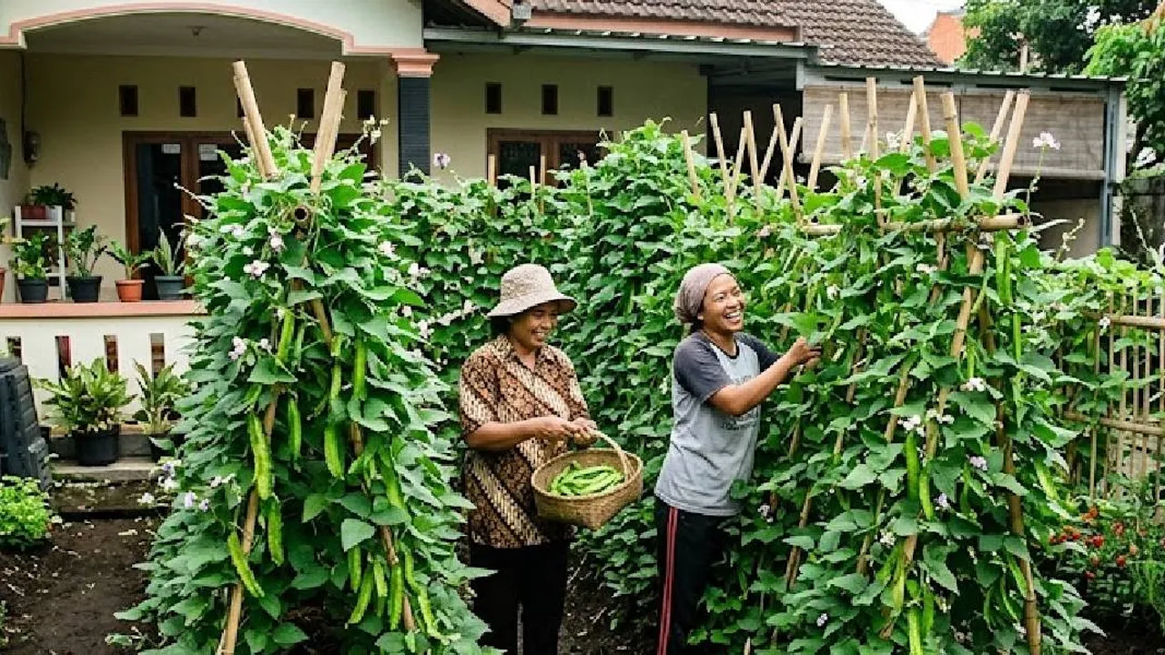 7 Cara Menyulap Lahan Kosong Menjadi Kebun Kecipir yang Subur dan Produktif