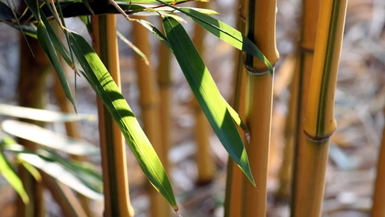 7 Jenis Bambu Hias untuk Mempercantik Rumah, Bisa jadi Pagar