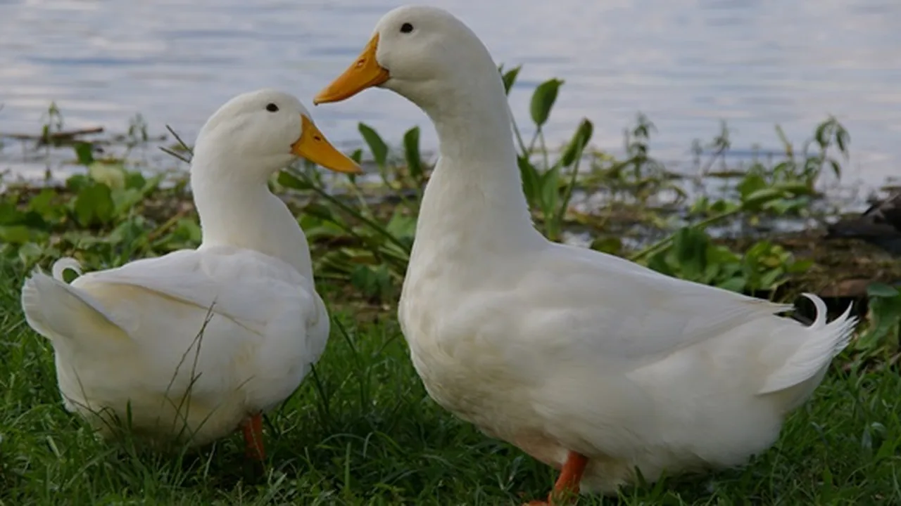 7 Jenis Bebek Potong Paling Unggul, Cocok Dibudidayakan