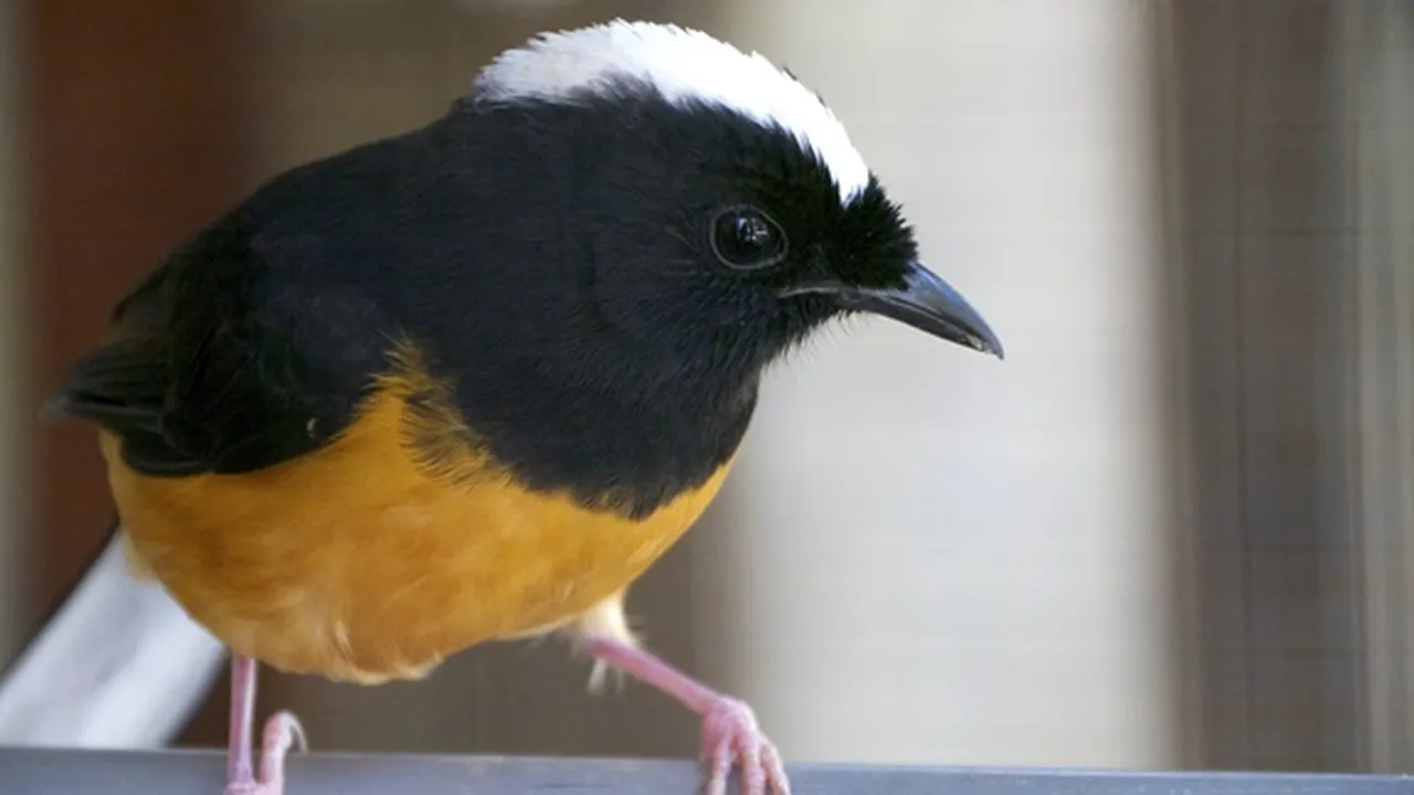 7 Jenis Burung Murai Batu Tercantik dari Berbagai Daerah di Indonesia