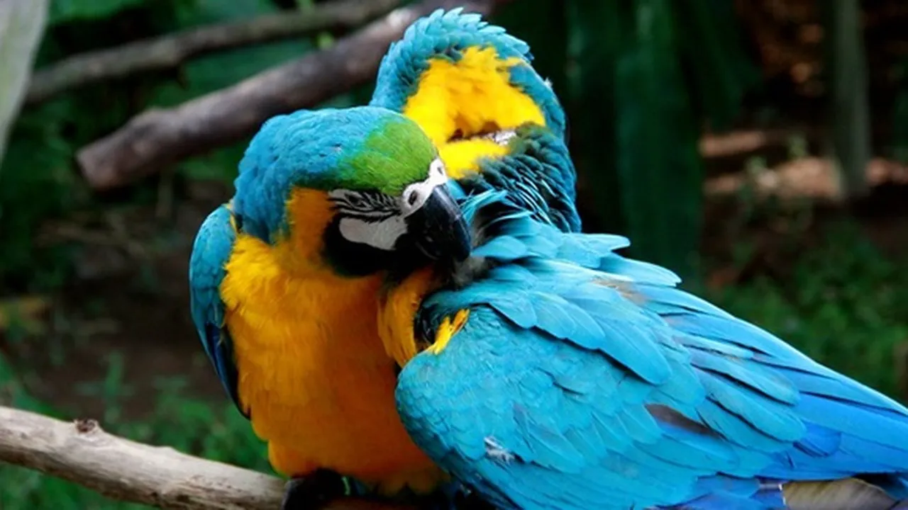 7 Jenis Burung Nuri Paling Cantik Bersuara Merdu yang Dilindungi