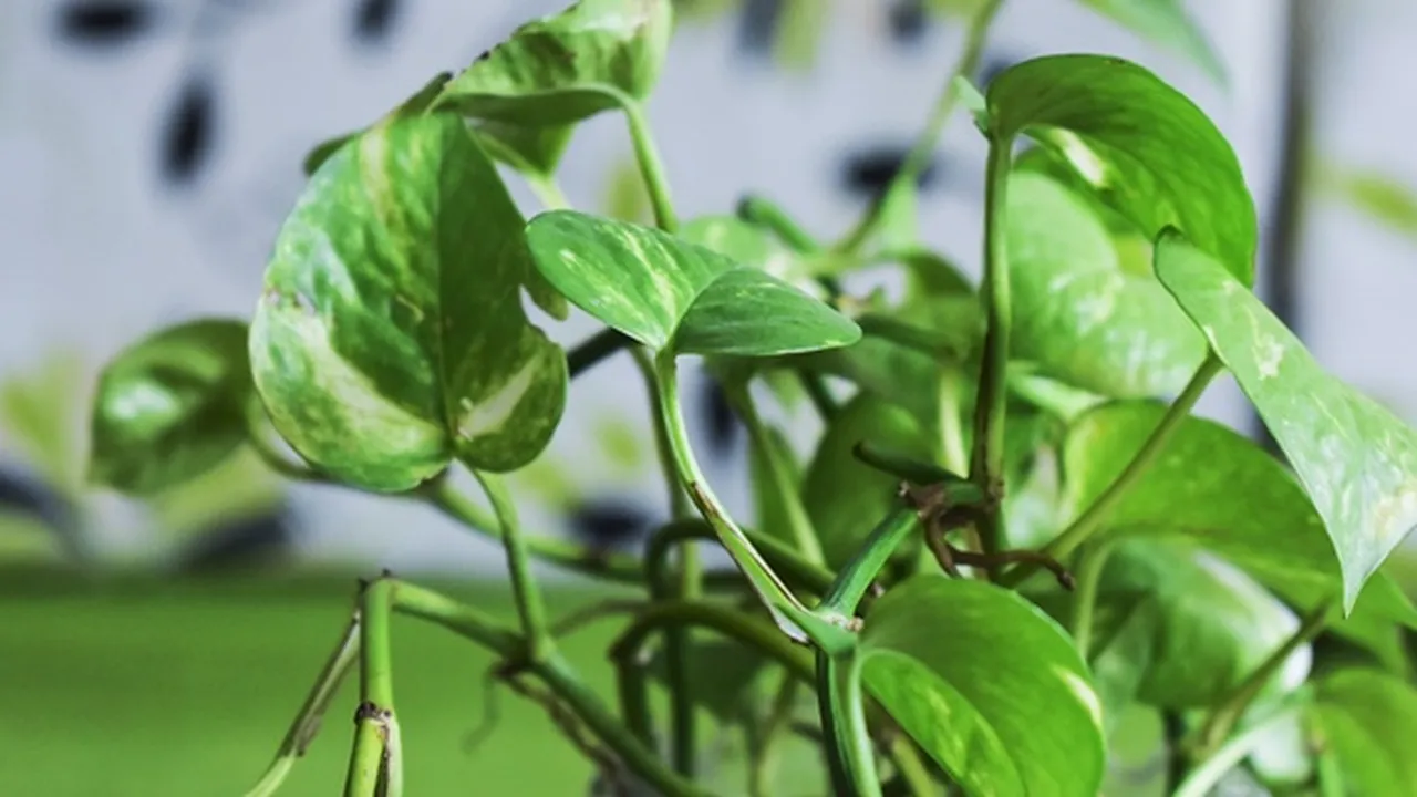 7 Jenis Daun untuk Obat Herbal, Berkhasiat Bagi Kesehatan Tubuh