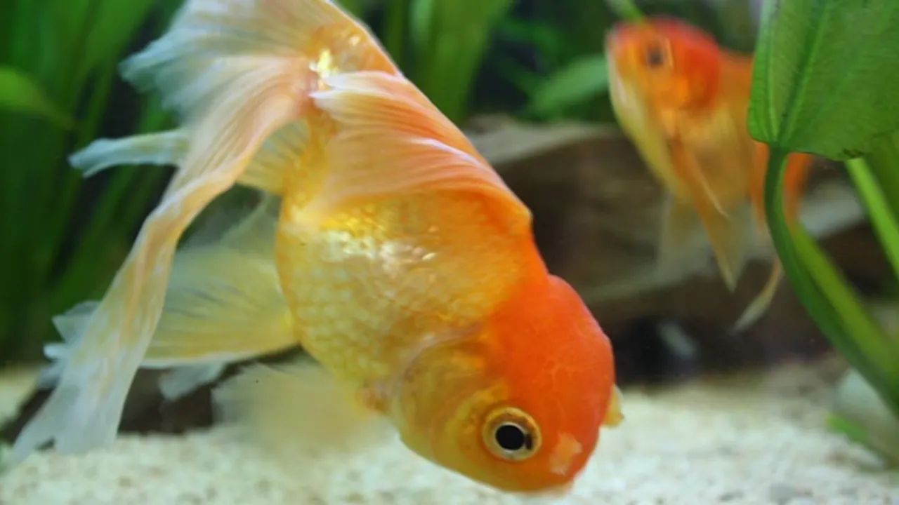 7 Jenis Ikan Mas Koki Tercantik yang Cocok untuk Akuarium