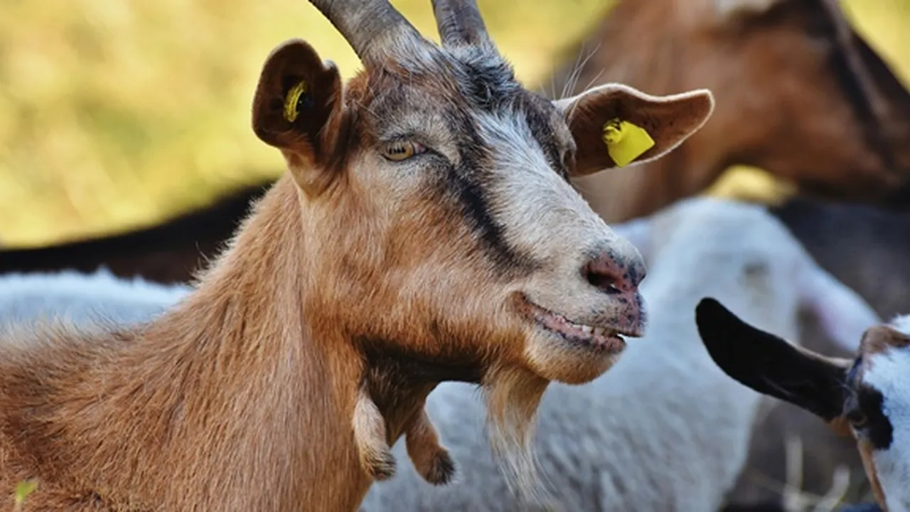 7 Jenis Kambing Unggulan yang Cocok Jadi Peliharaan - Hewan Kurban