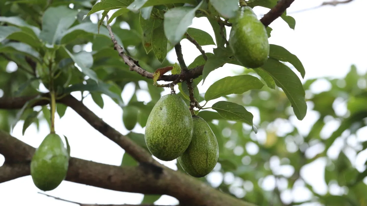 7 Jenis Pupuk Pohon Alpukat agar Tumbuh Subur dan Berbuah Optimal