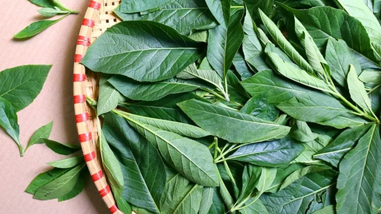 7 Manfaat Daun Afrika untuk Kesehatan Tubuh, Obat Flu - Cerahkan Kulit