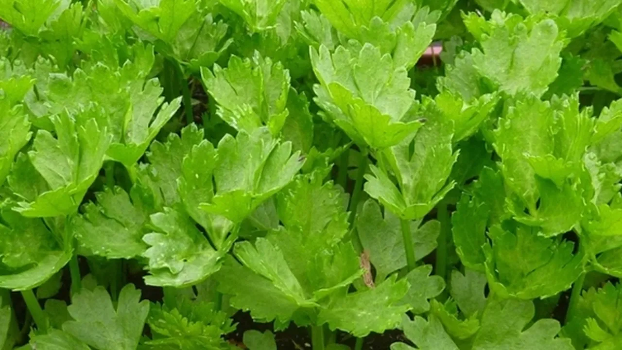 7 Manfaat Daun Seledri untuk Kesehatan, Bisa Turunkan Gula Darah