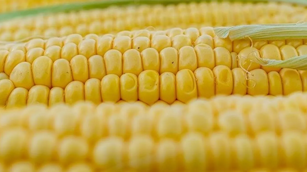 7 Manfaat Jagung Manis untuk Kesehatan, Bisa Menyehatkan Jantung
