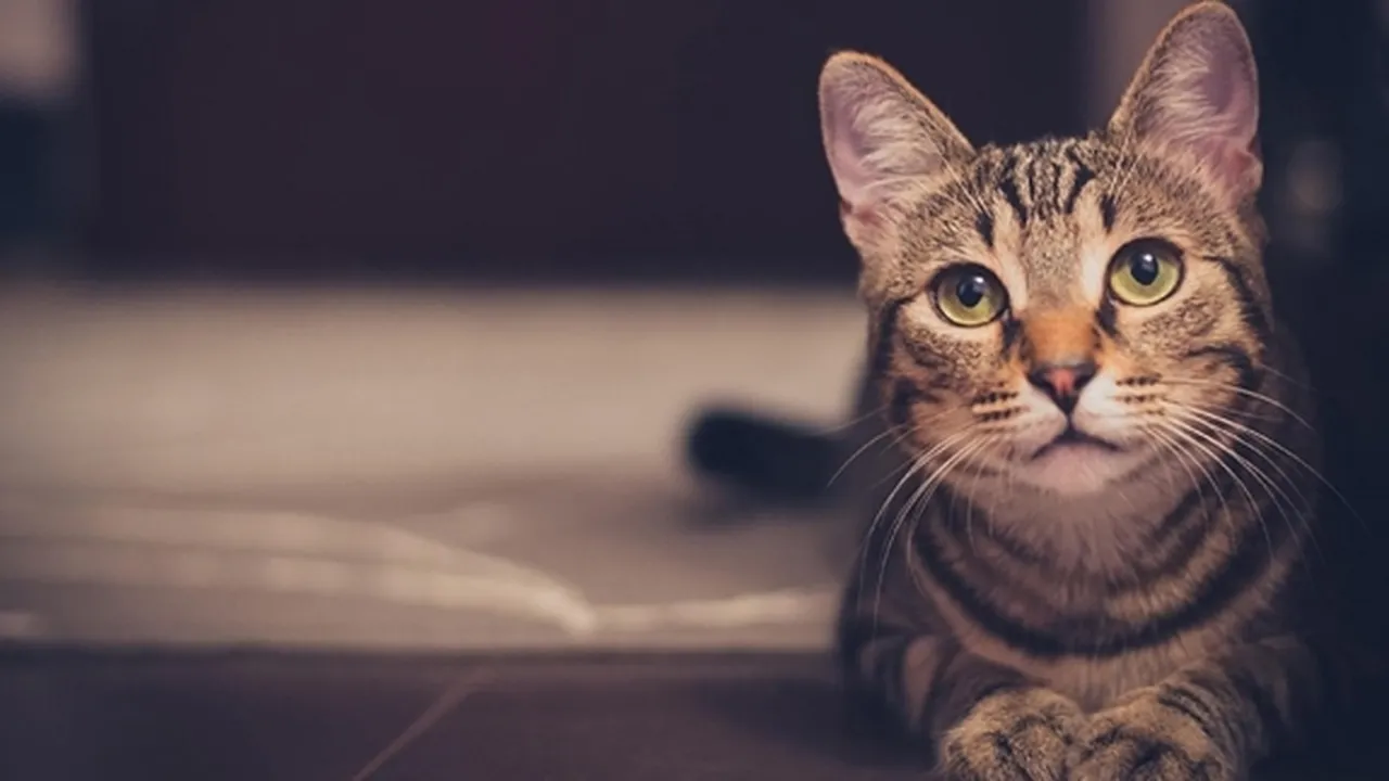 7 Manfaat Memelihara Kucing, Dapat Hilangkan Stres dan Cegah Penyakit Jantung