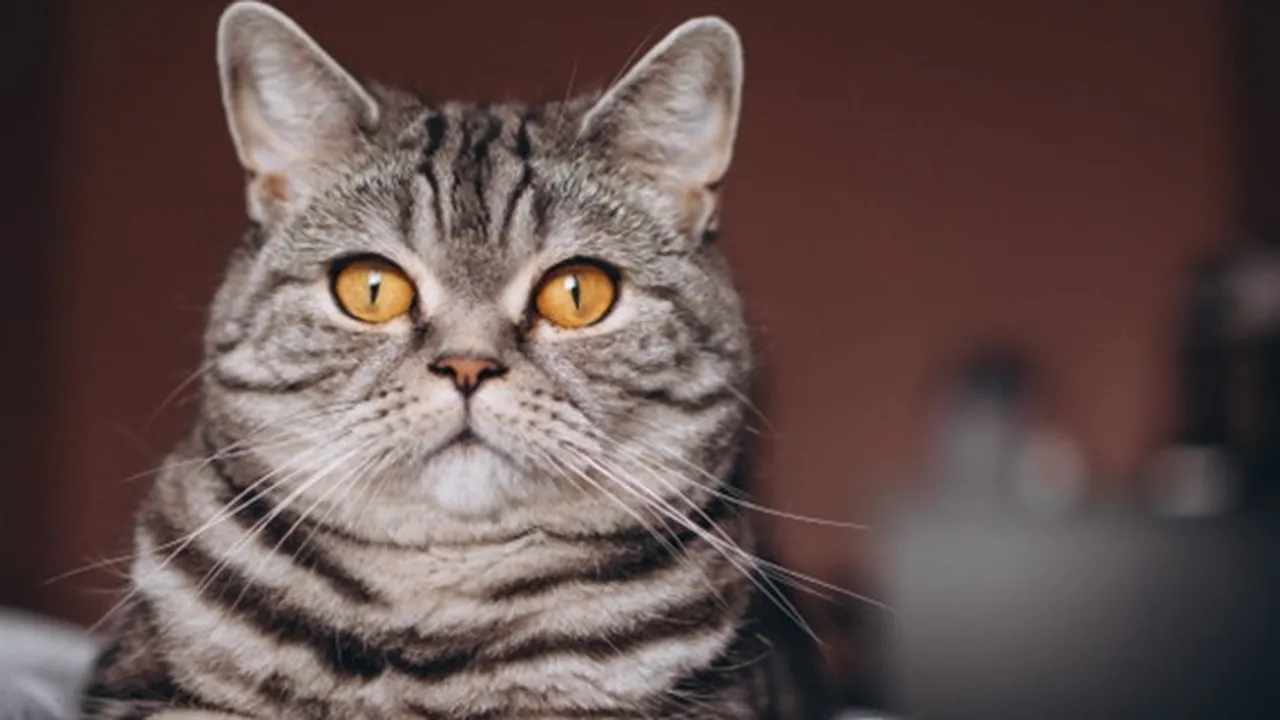 7 Mitos Tentang Kucing yang Paling Populer dan Diyakini Banyak Orang