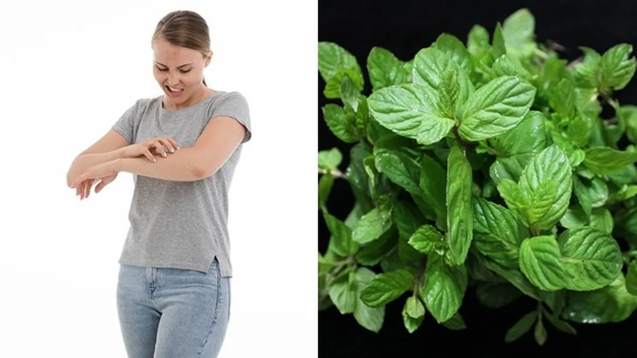 8 Bahan Alami Mengobati Gatal, Mudah Ditemukan dan Aman untuk Dipraktikkan