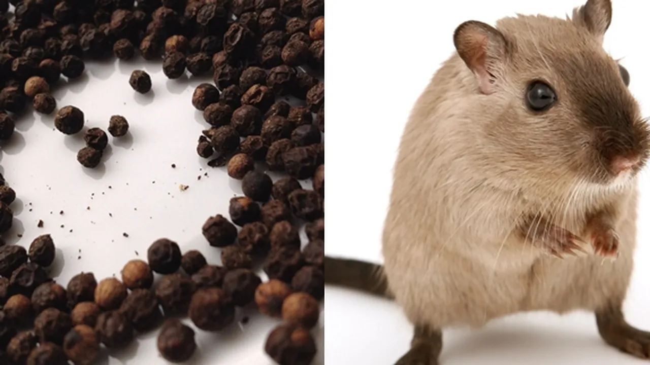 8 Binatang Ini Dapat Diusir dengan Cara Alami, Tikus - Kecoak
