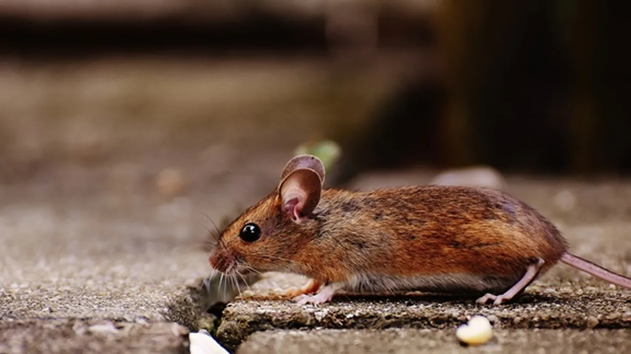 8 Cara Ampuh Basmi Tikus di Rumah, Pakai Bahan Alami dan Praktis