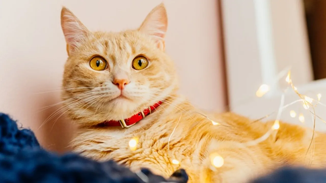 8 Cara Merawat Kucing Kesayangan Bagi Pemula, Mudah Dilakukan
