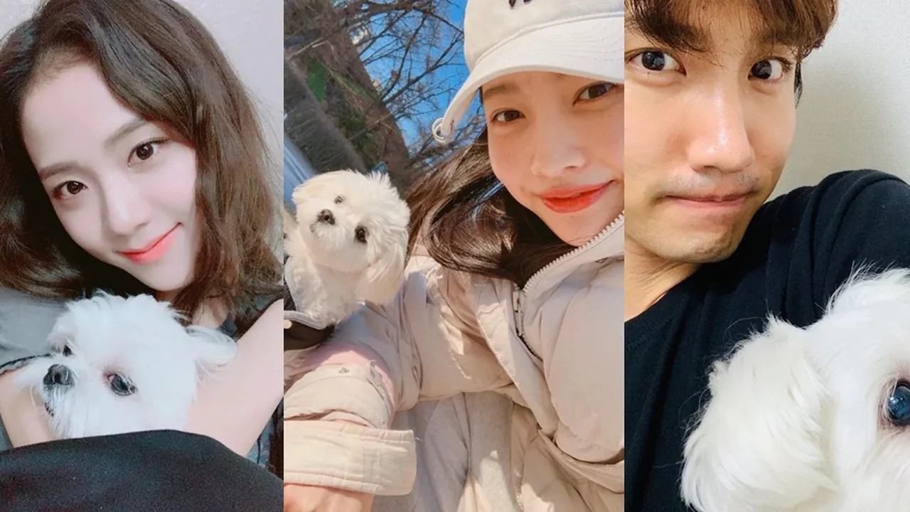 8 Idol K-POP yang Punya Anjing Maltese Super Lucu dan Menggemaskan: Jisoo BLACKPINK - Changmin TVXQ