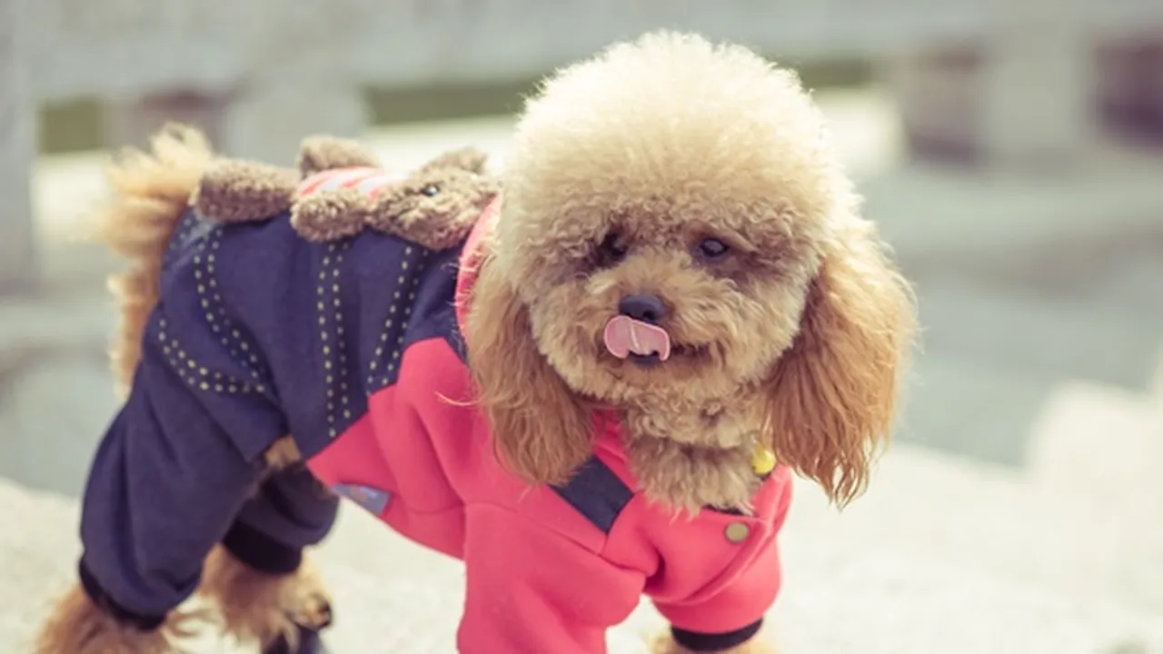 8 Jenis Anjing Kecil yang Menggemaskan, Cocok Jadi Teman Bermain