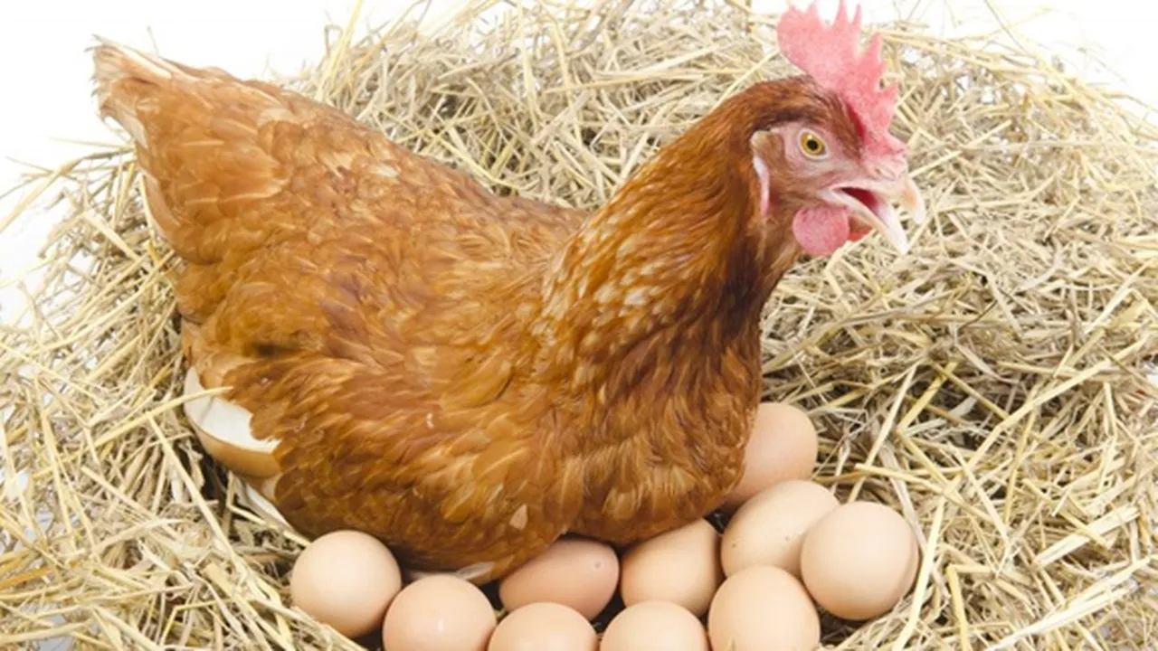 8 Jenis Ayam Petelur Paling Berkualitas, Favorit Bagi Peternak