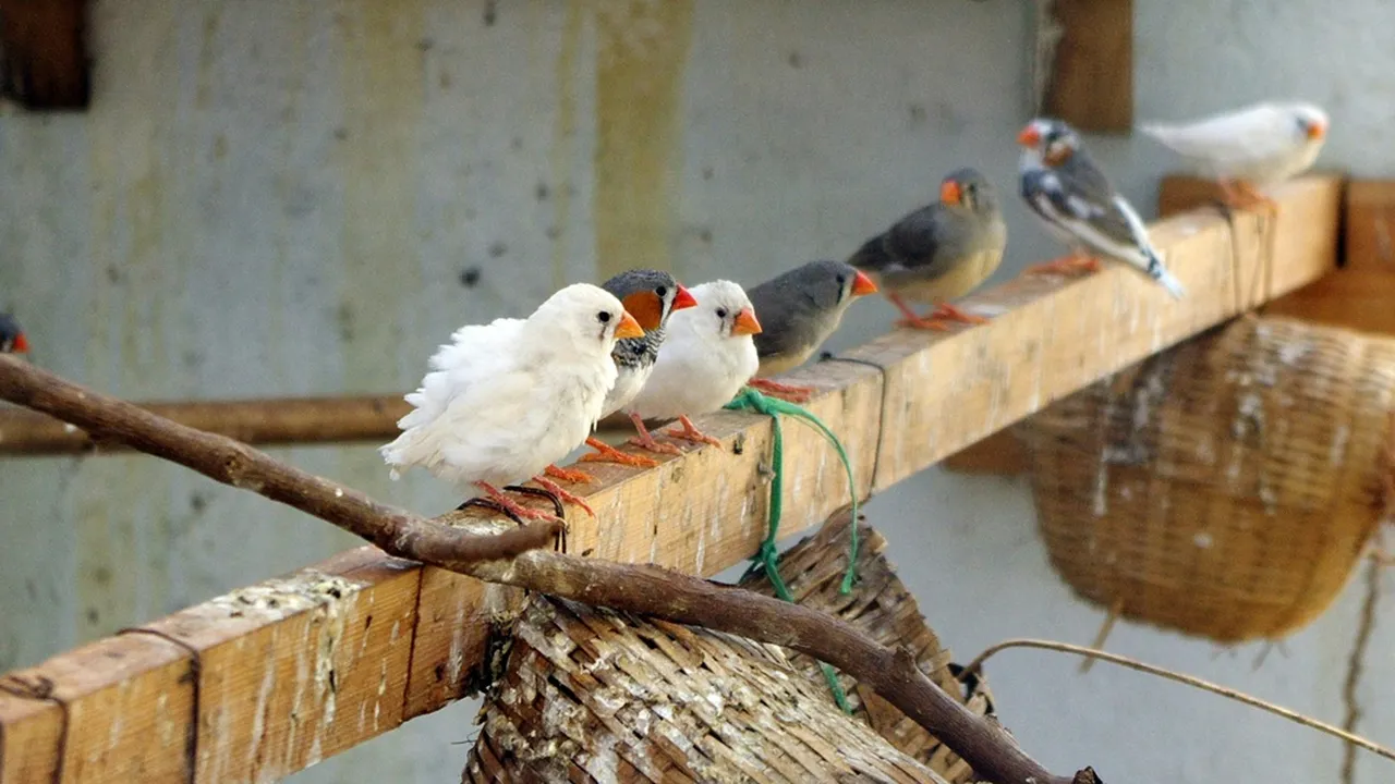 8 Jenis Burung Pembawa Keberuntungan Menurut Primbon Ternak Burung, Datangkan Kesuksesan
