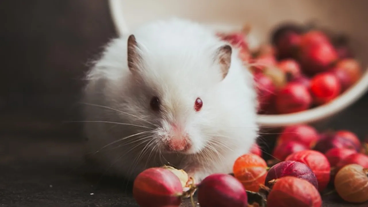 8 Jenis Hamster Paling Menggemaskan Cocok Jadi Hewan Peliharaan, Ketahui Cara Merawatnya