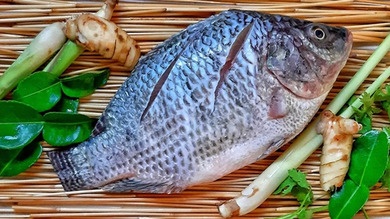 8 Jenis Ikan Air Tawar yang Paling Populer di Konsumsi, Salah Satunya Ikan Patin