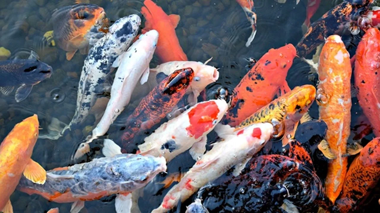 8 Jenis Ikan Koi dengan Variasi Corak, Kenali Harga dan Cara Merawatnya