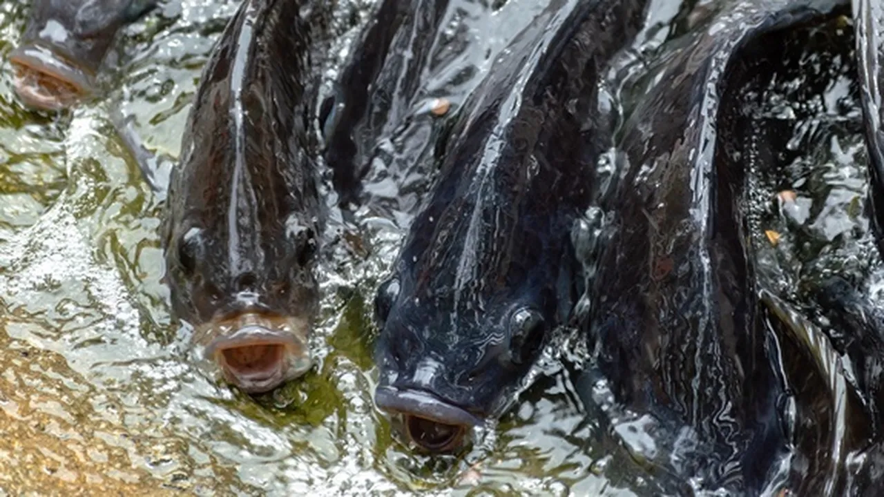 8 Jenis Ikan Nila Kualitas Terbaik yang Banyak Dibudidayakan di Indonesia