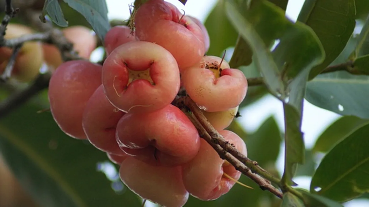 8 Jenis Jambu Air Paling Manis dan Menyegarkan, Kenali Keunggulannya!